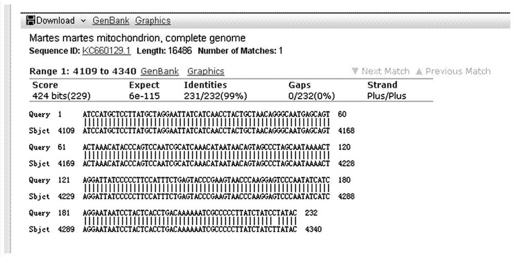 Primer and method for identifying animal fur based on PCR technology