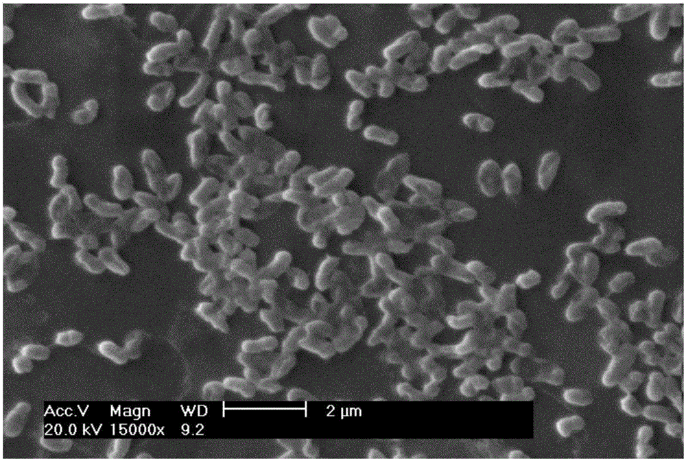 Pseudomonas mendocina MKC-02 strain and application of pseudomonas mendocina MKC-02 strain to waste water denitrification