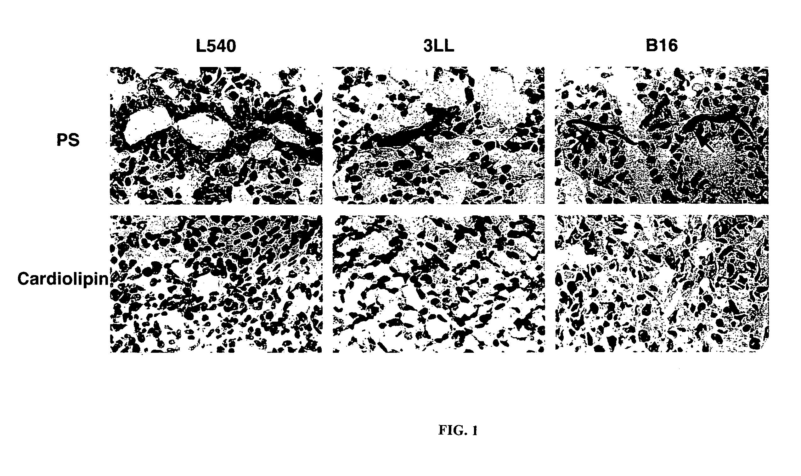 Anti-viral treatment methods using phosphatidylethanolamine-binding peptide derivatives