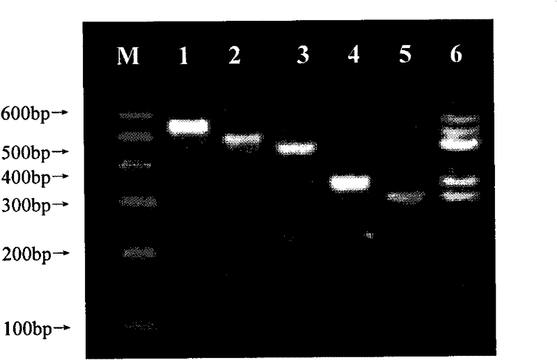 Method for rapidly detecting various viruses of melons