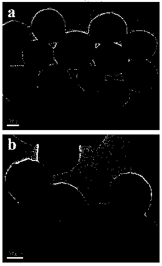 A kind of boronated quantum dot ratio fluorescent probe and its preparation method and application