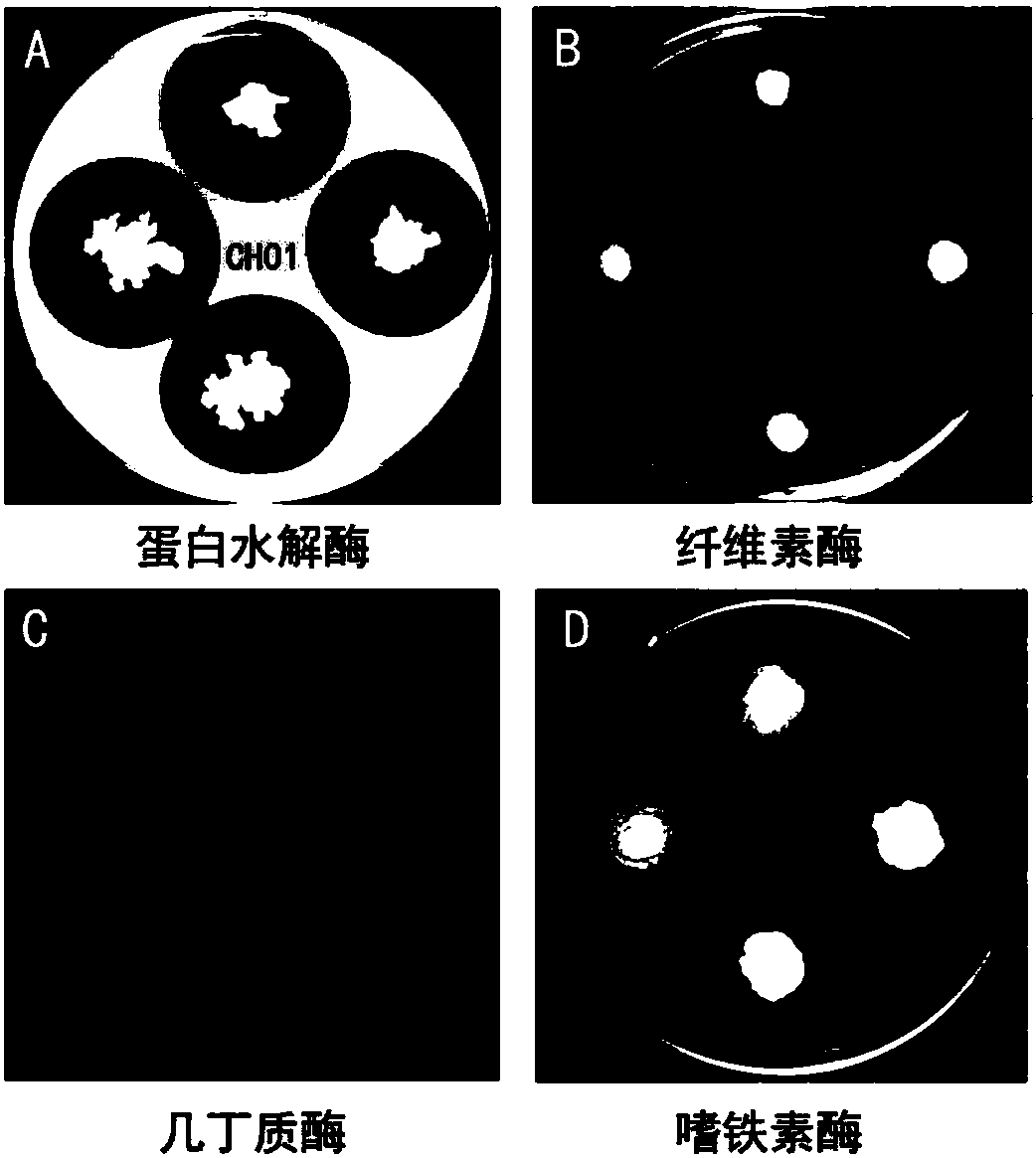 Biocontrol bacterial strain CH01 for efficiently preventing and treating citrus canker and application of biocontrol bacterial strain CH01