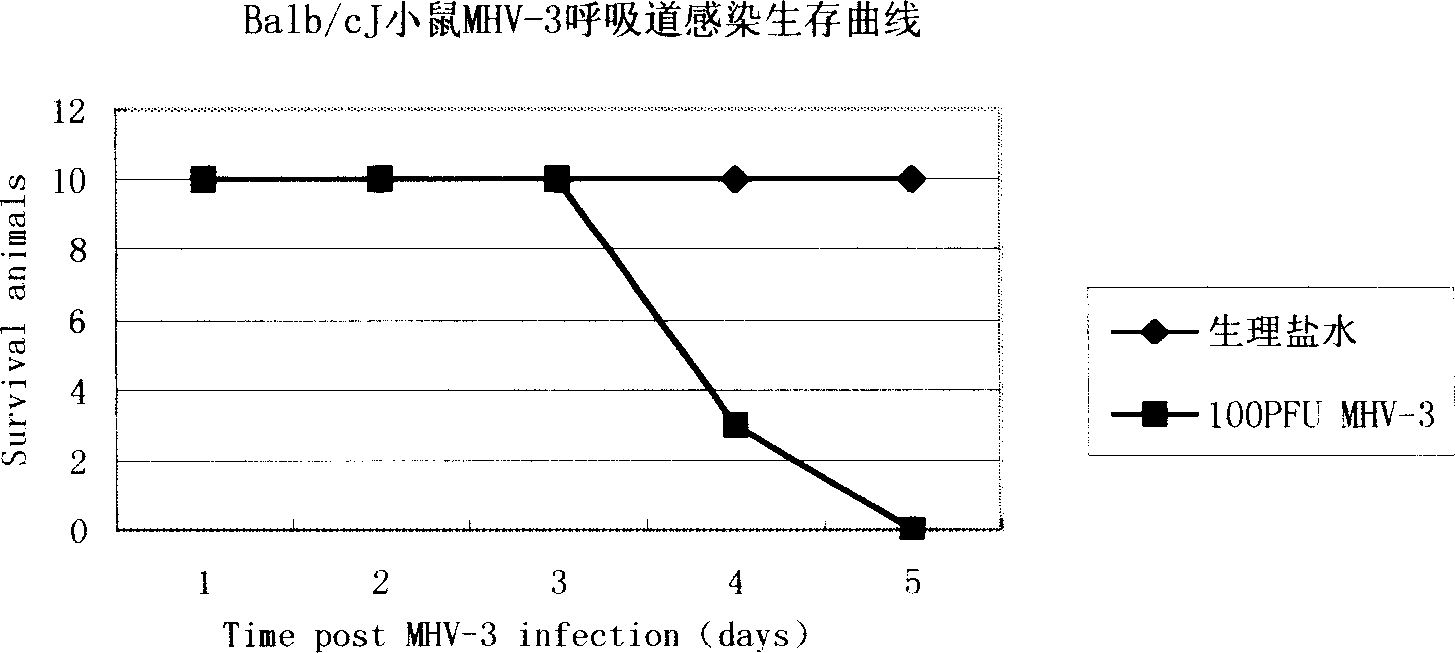 Method for establishing SARS related coronavirus infected mouse model