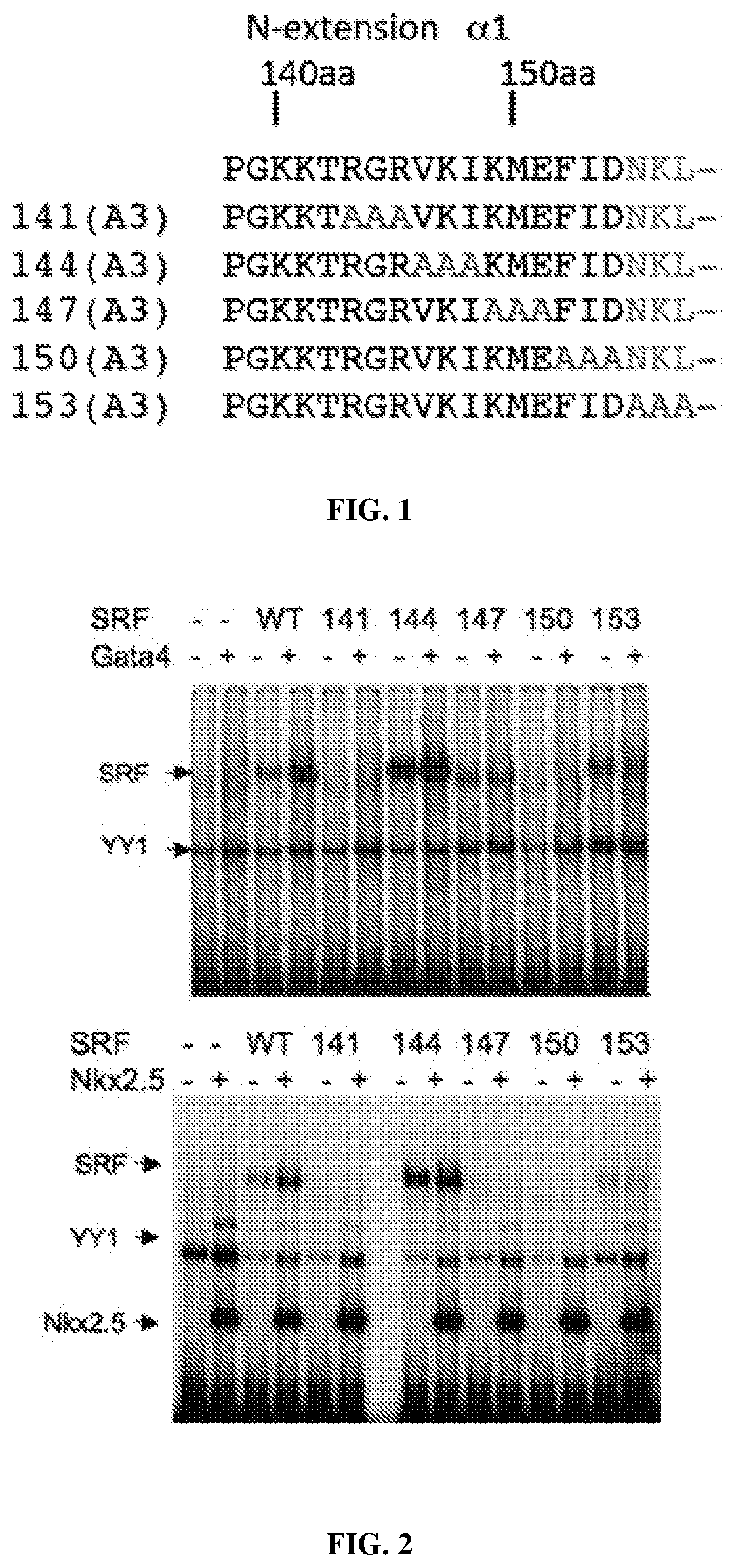 Serum response factor regenerates senescent cells