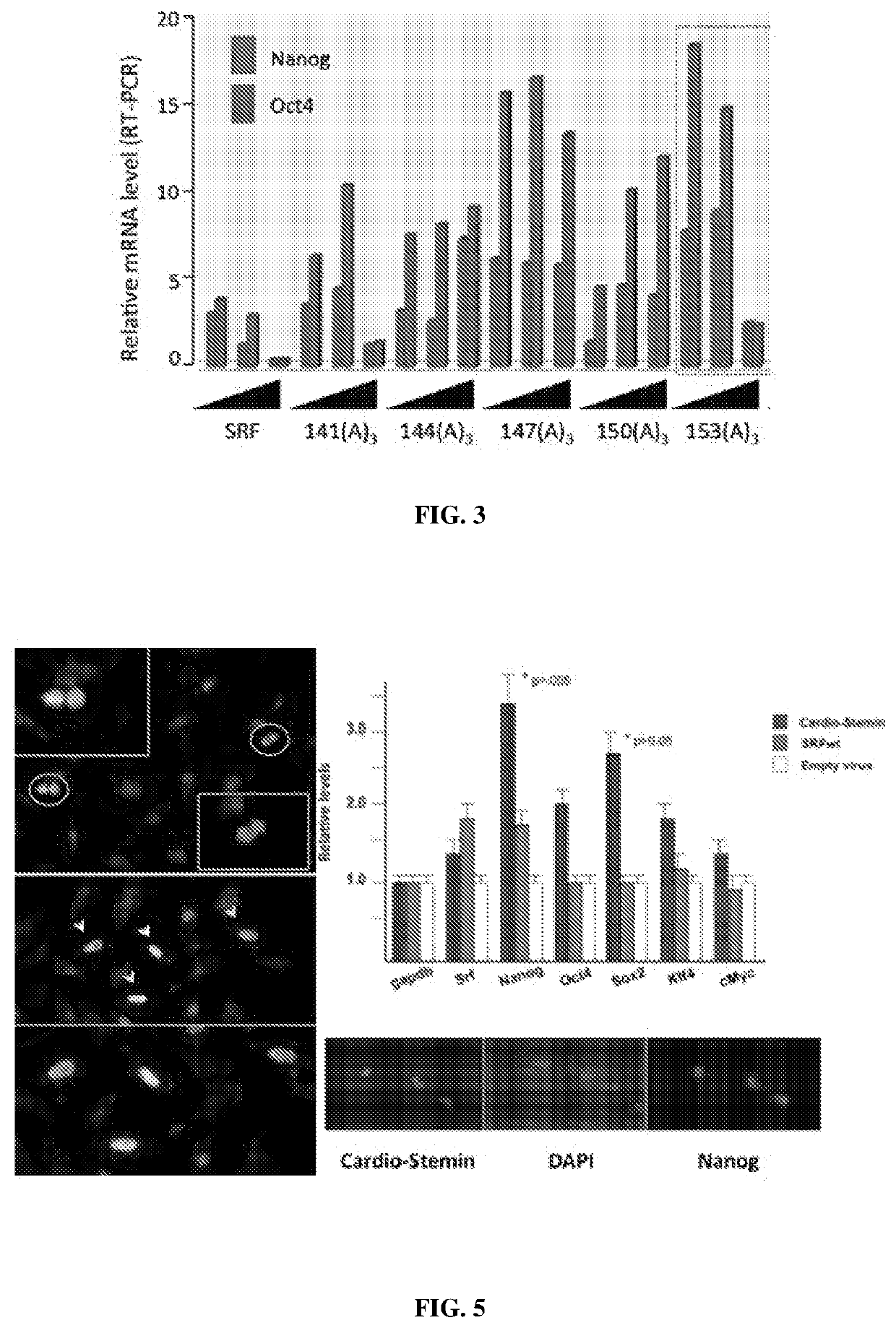 Serum response factor regenerates senescent cells