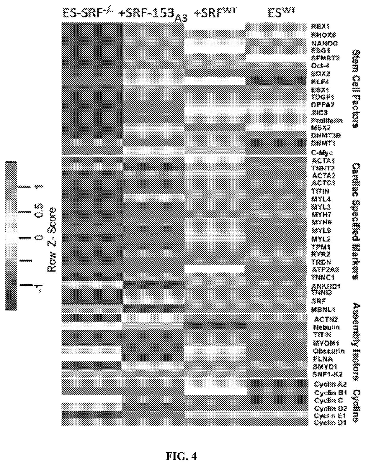 Serum response factor regenerates senescent cells