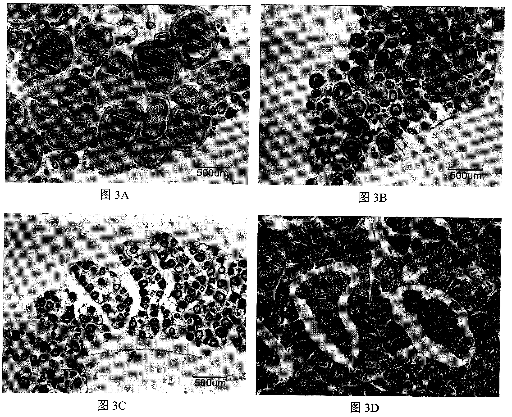 Method for promoting gonad maturing of pseudorasbora parva out of season