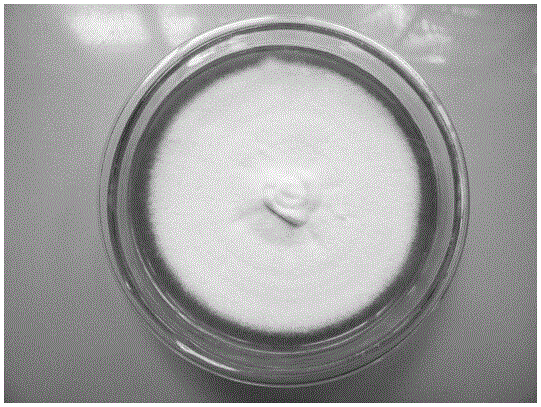 Beauveria bassiana strain having pathogenicity on cyclophragma undans and application thereof