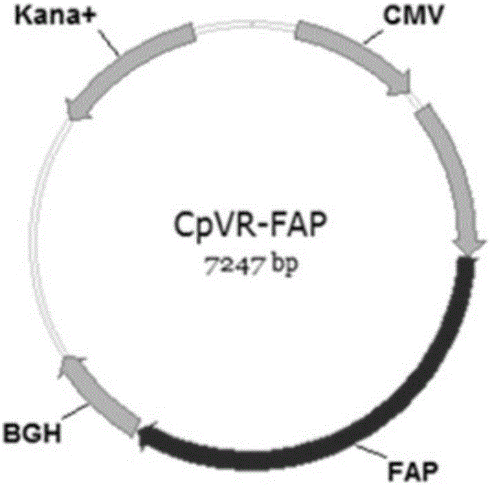 Tumor DNA vaccines and virus vector vaccines with fibroblast activation protein alpha as target