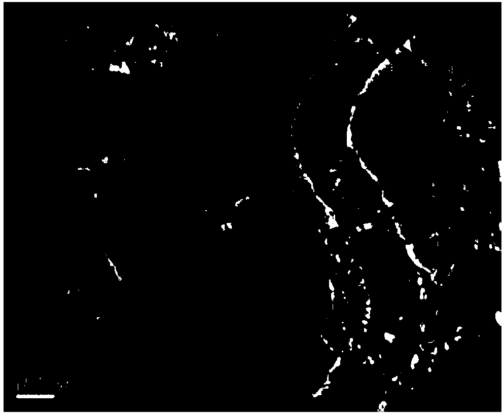 Preparation method of nitrogen-doped carbon nanotube wrapped metal iron-cobalt alloy composite material