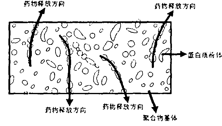 Preparation method of a drug release system with water-insoluble protein powder as drug carrier