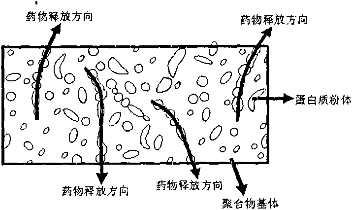 Preparation method of a drug release system with water-insoluble protein powder as drug carrier