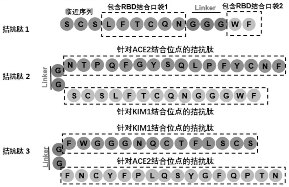 Antagonistic polypeptide and application thereof in preparation of novel coronavirus resistant drugs