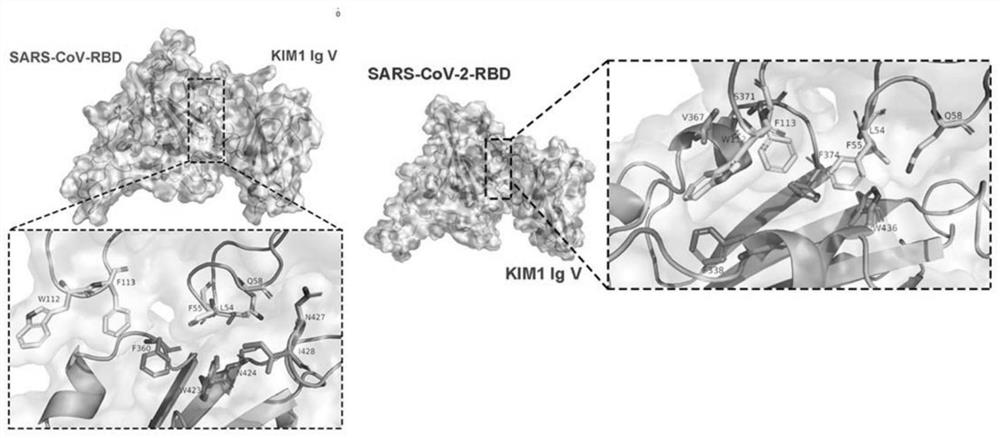 Antagonistic polypeptide and application thereof in preparation of novel coronavirus resistant drugs