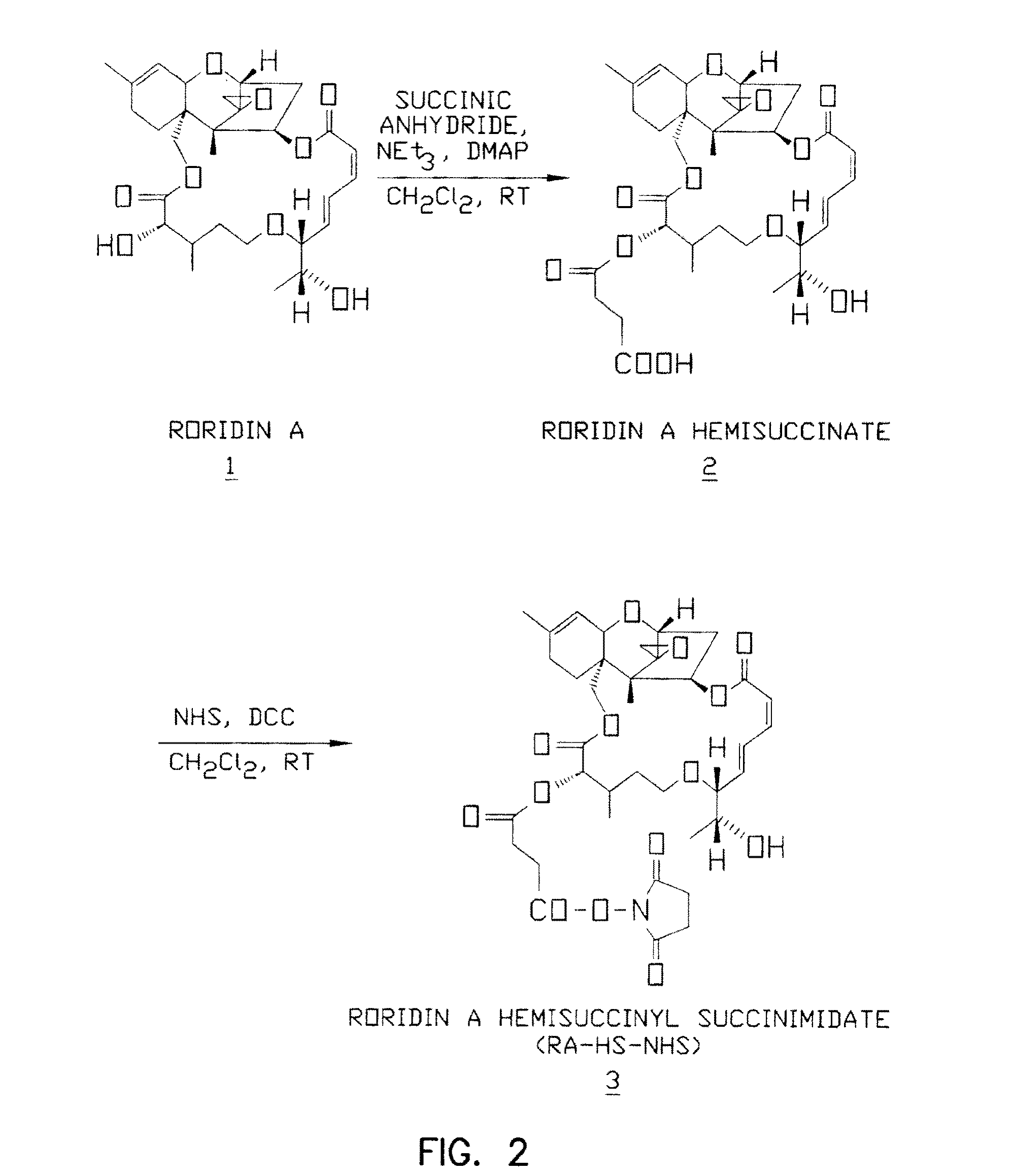 Therapeutic inhibitor of vascular smooth muscle cells