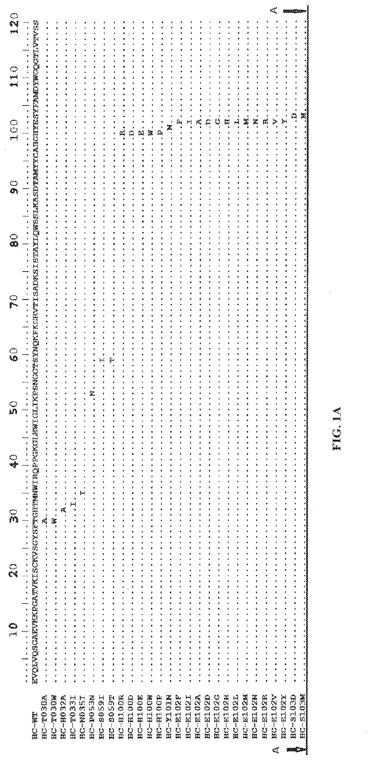 Anti-Axl antibodies, antibody fragments and their immunoconjugates and uses thereof