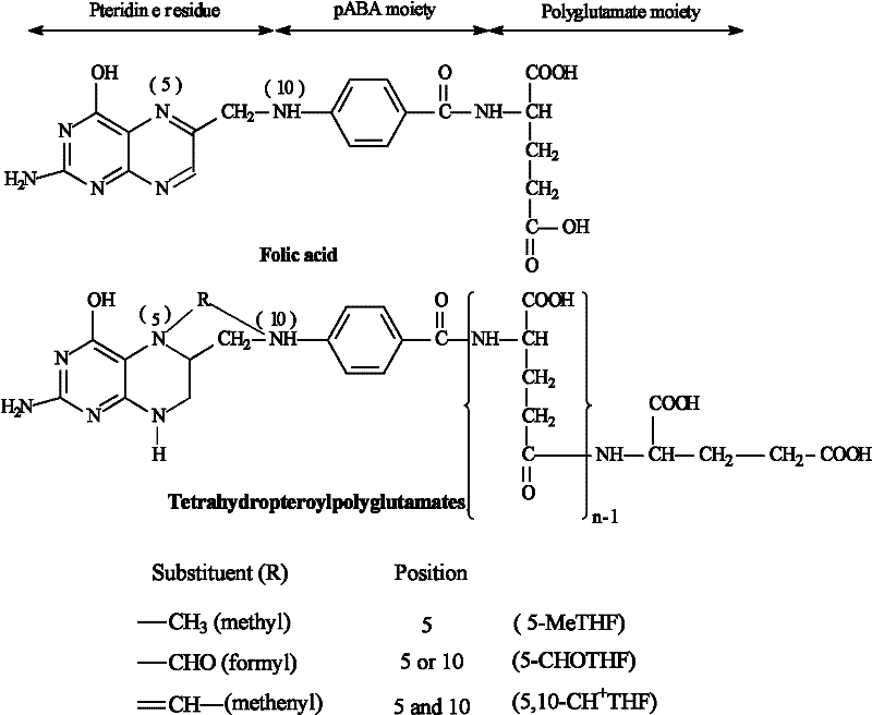 Method for measuring content of total folic acid and derivatives thereof in vegetables synchronously and quantitatively