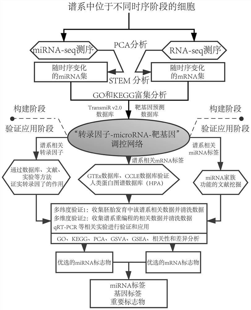 Marker for evaluating hepatic lineage cell maturity, biomics kit and construction method