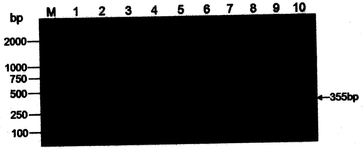 Flanking sequence of disease-resistant transgenic soybean event B5B9013-4 exogenous insertion element and application thereof