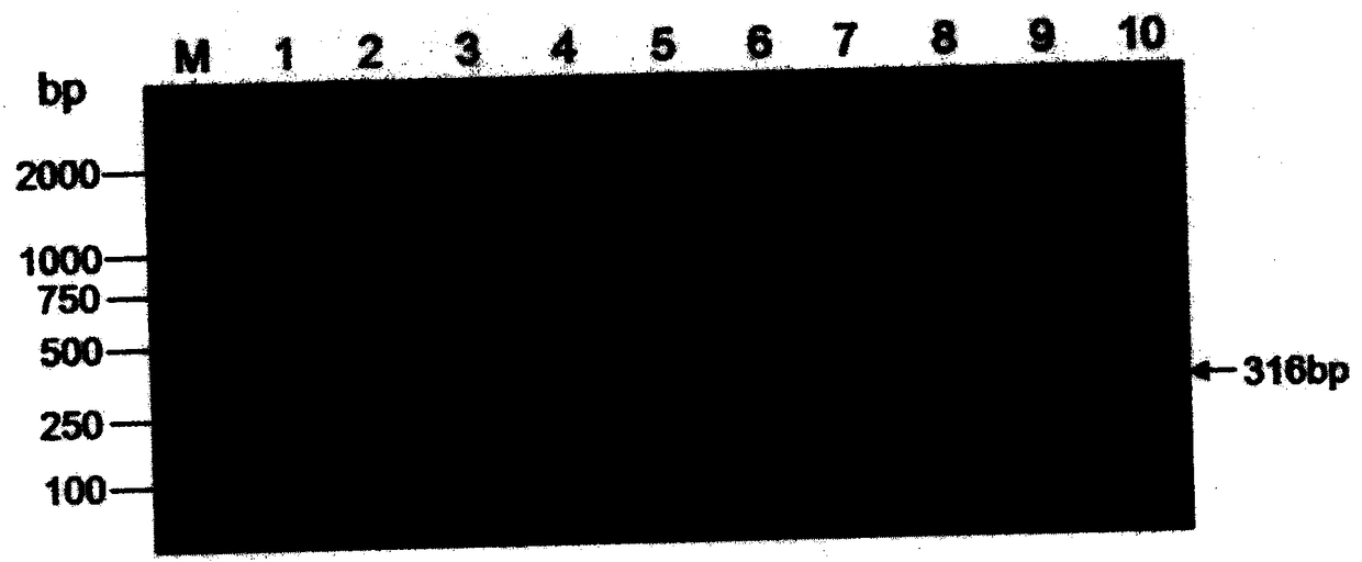 Flanking sequence of disease-resistant transgenic soybean event B5B9013-4 exogenous insertion element and application thereof