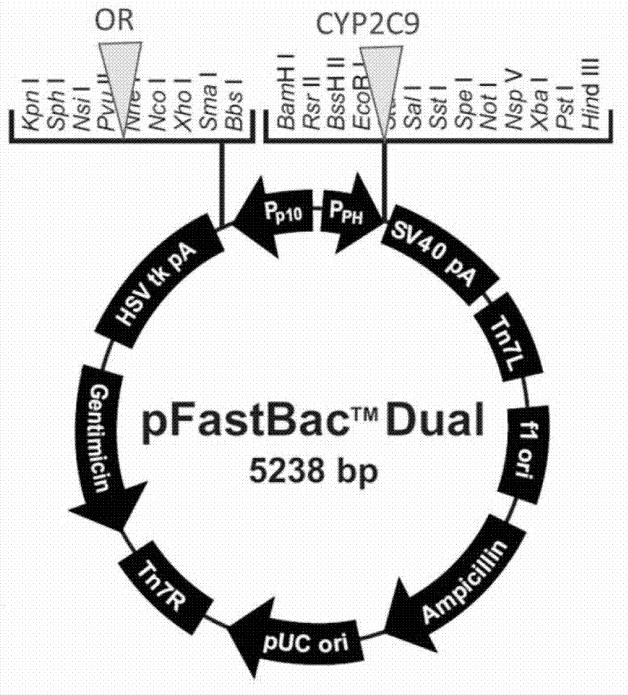 CYP2C9 gene segment containing 1009C&gt;A mutation, protein segment coded by same and application thereof