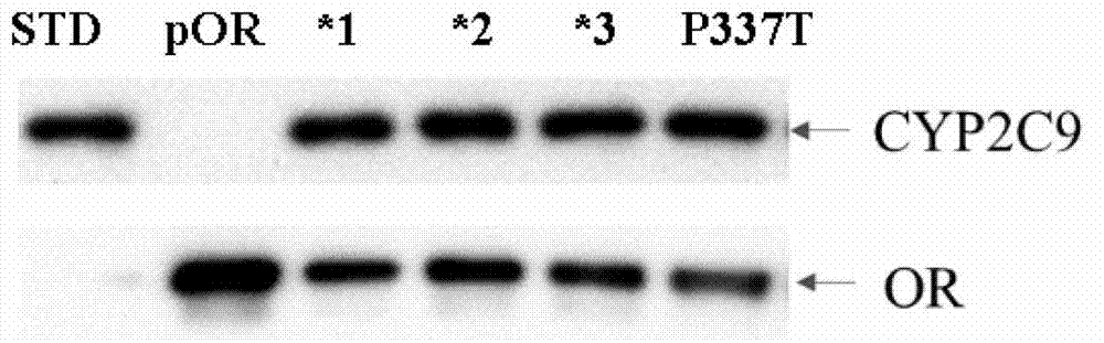 CYP2C9 gene segment containing 1009C&gt;A mutation, protein segment coded by same and application thereof