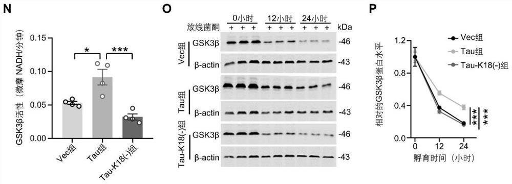 Polypeptide for inhibiting glycogen synthase kinase-3[beta] acetylation, coding gene of polypeptide and application of polypeptide and coding gene