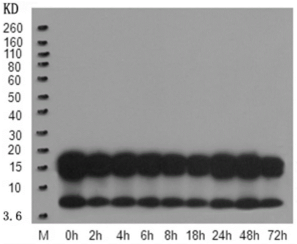 Beta-amyloid 1-42 oligomer as well as preparation method and identification method therefor