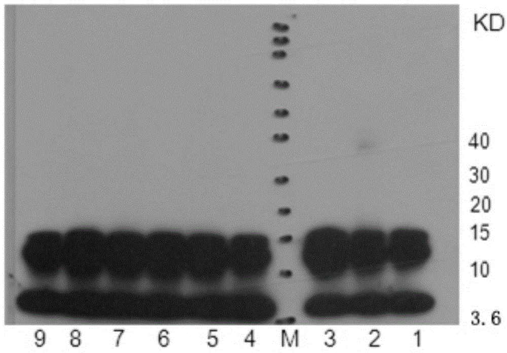 Beta-amyloid 1-42 oligomer as well as preparation method and identification method therefor