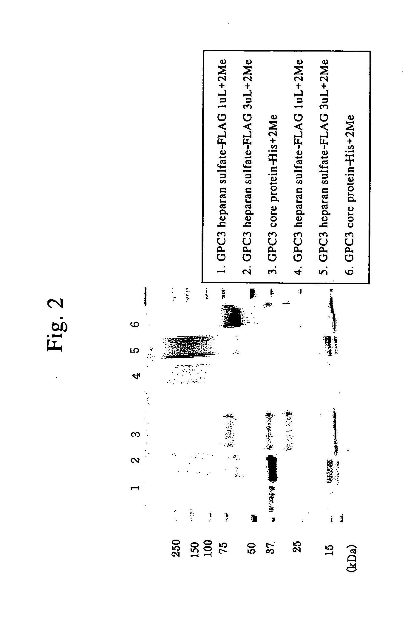 Antibody against secreted N-terminal peptide of GPC3 present in blood or C-terminal peptide of GPC3