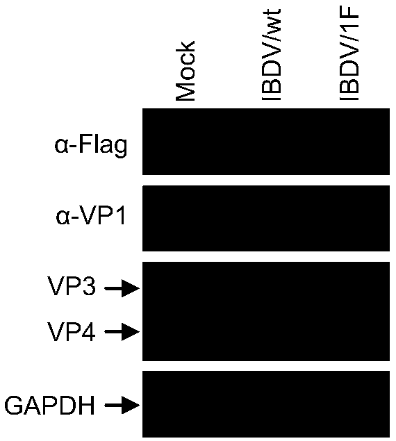 Attenuated virus for prevention of infectious bursal disease and use