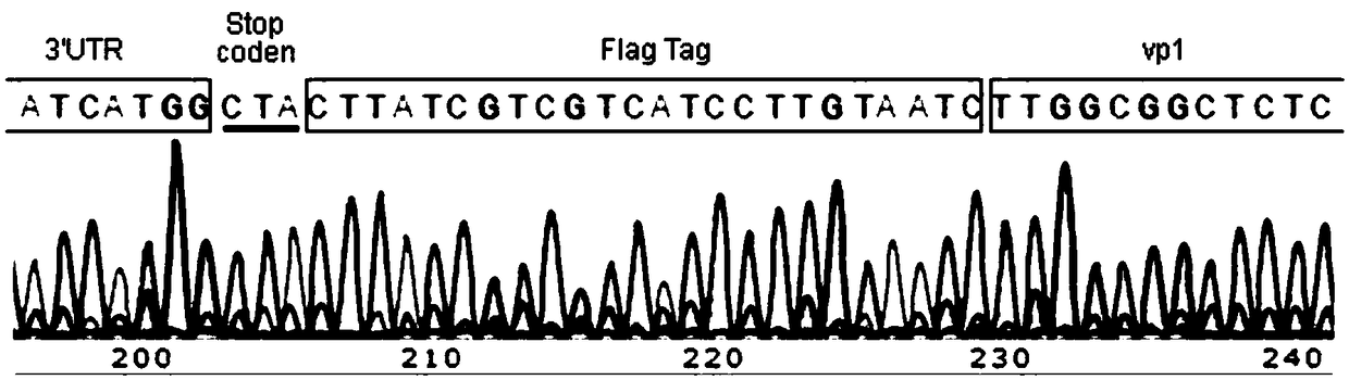 Attenuated virus for prevention of infectious bursal disease and use