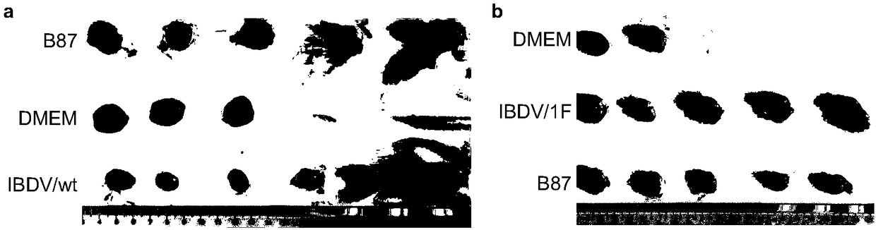 Attenuated virus for prevention of infectious bursal disease and use