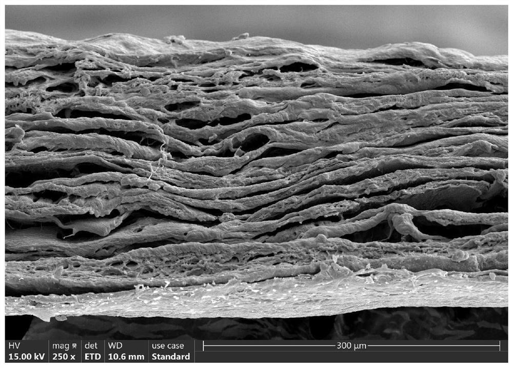 Biological cornea prepared from swimming bladder as well as preparation method and application of biological cornea