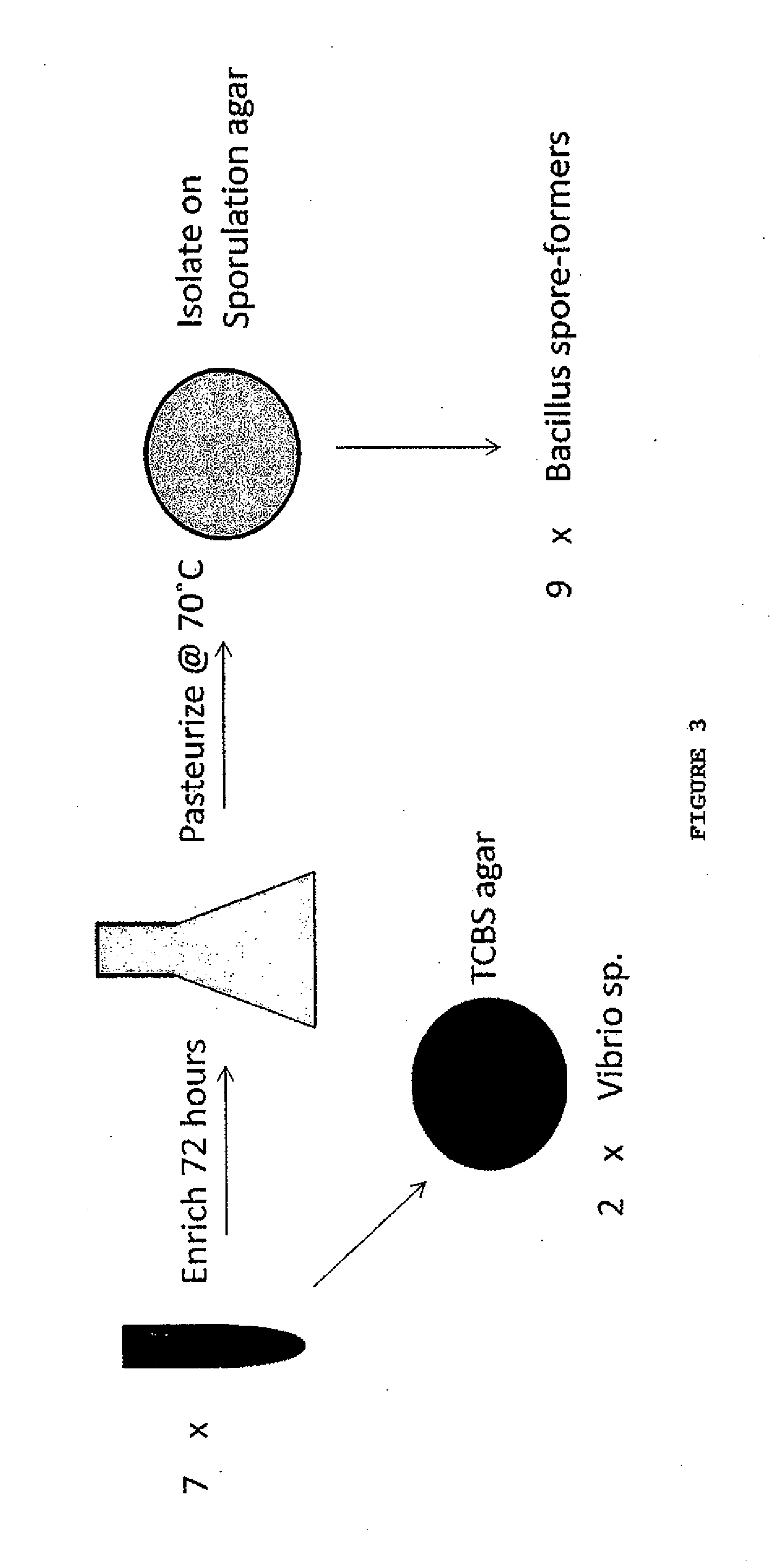 Strains of bacillus for inhibiting foodborne pathogens