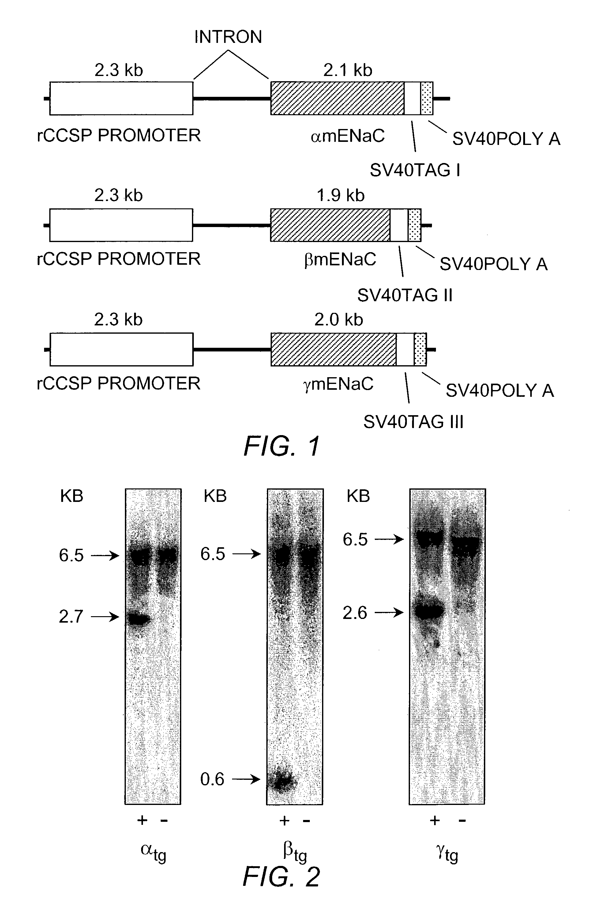 Animal model for chronic obstructive pulmonary disease and cystic fibrosis