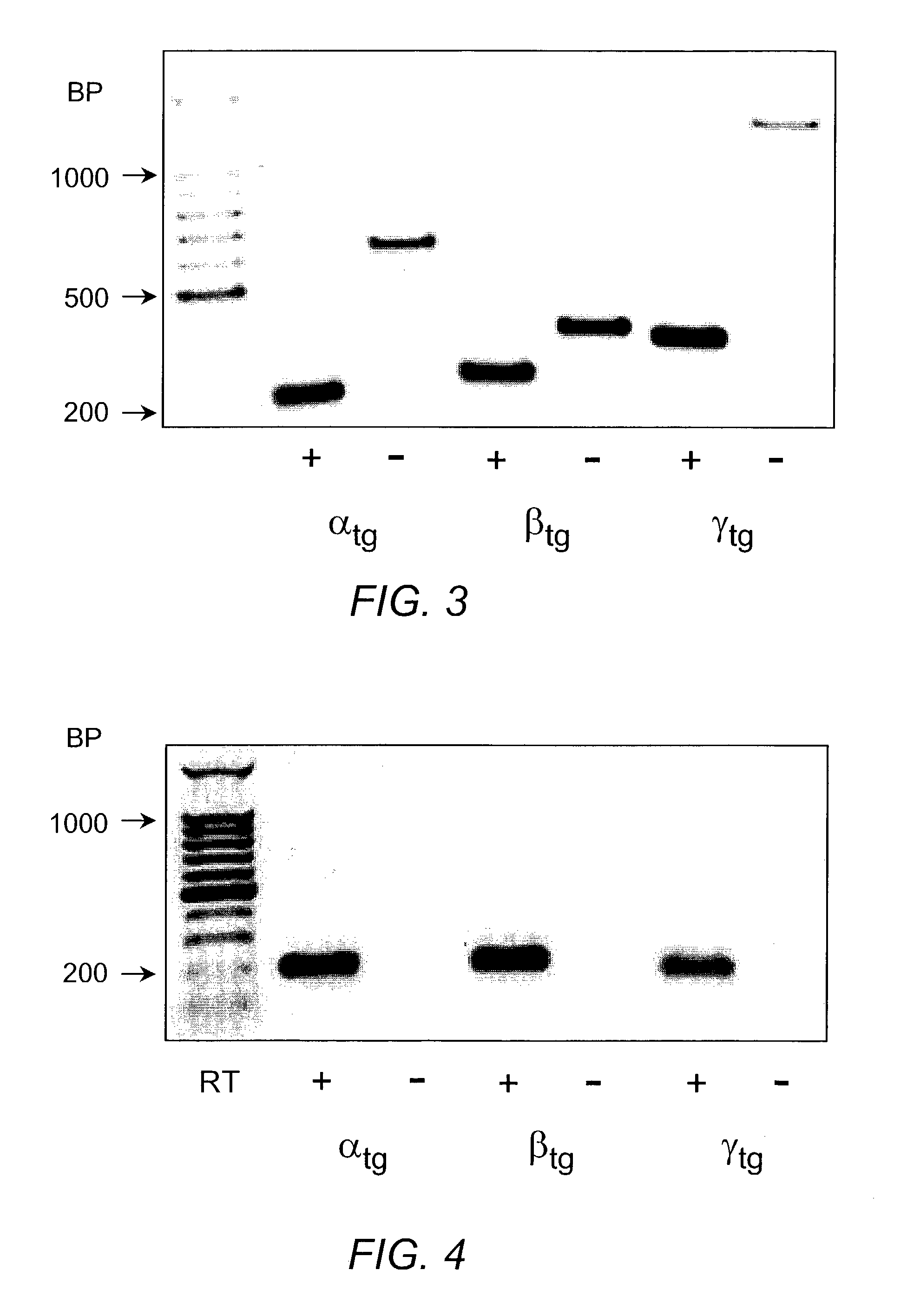 Animal model for chronic obstructive pulmonary disease and cystic fibrosis