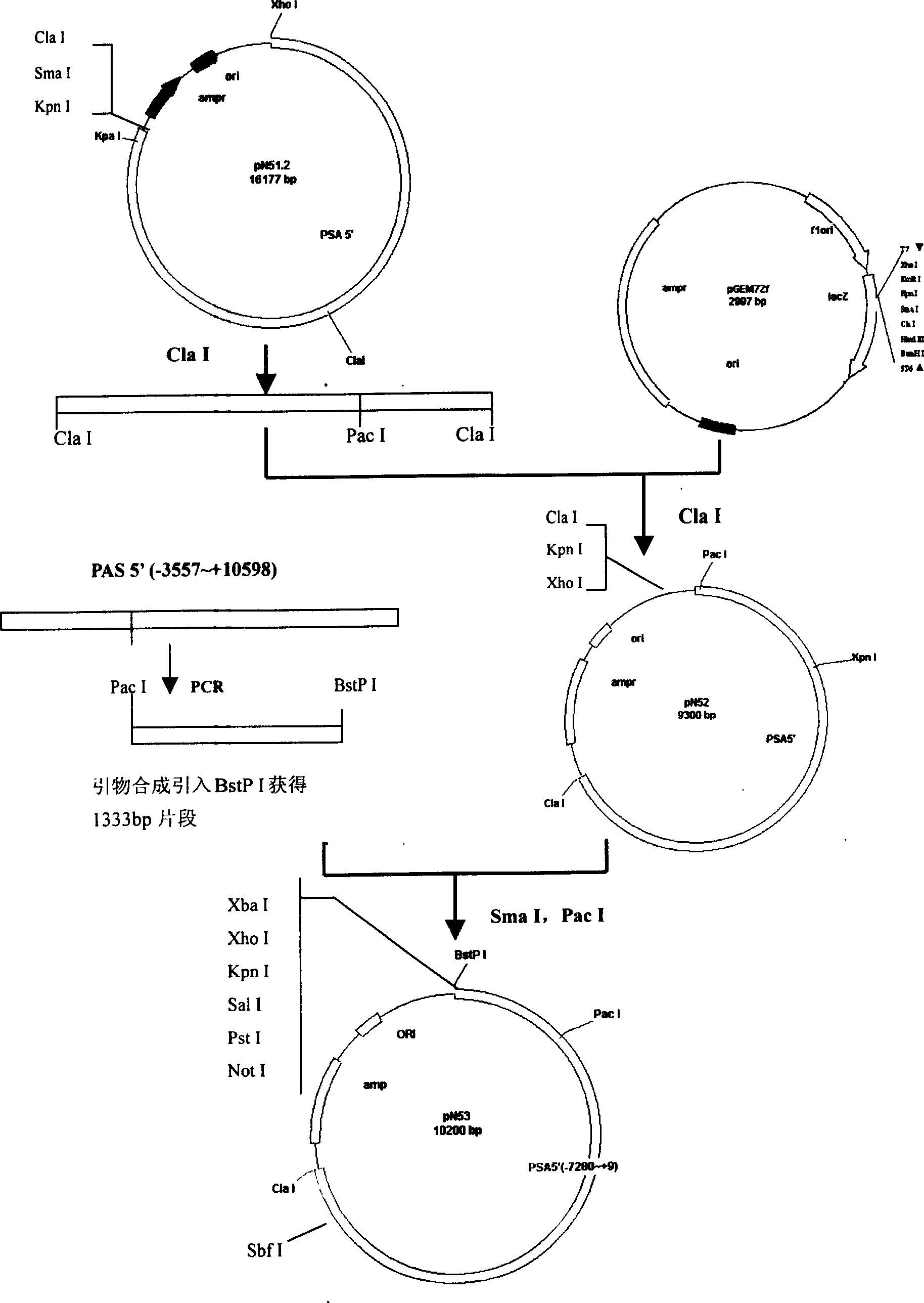 Construction process of pig serum albumin locus targeting vector for producing foreign protein