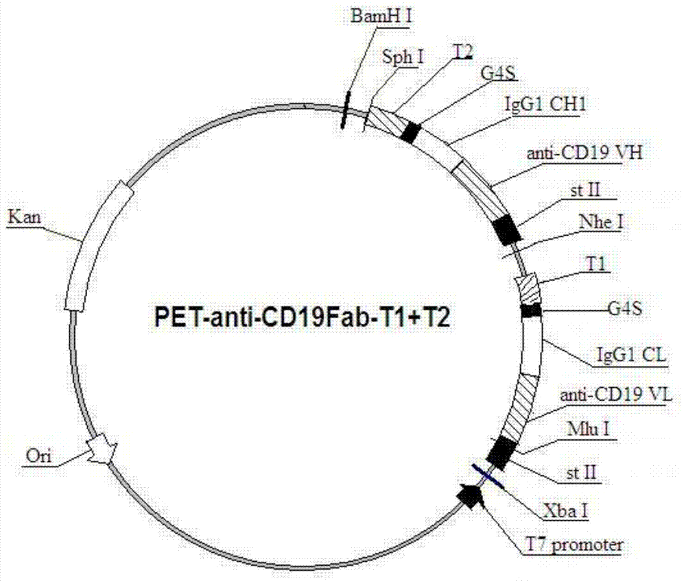 A kind of limulus peptide-antibody fusion protein and its preparation method