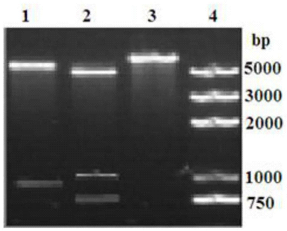 A kind of limulus peptide-antibody fusion protein and its preparation method