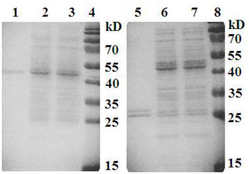 A kind of limulus peptide-antibody fusion protein and its preparation method