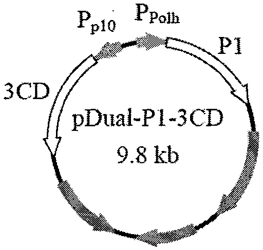 Method for preparing enterovirus virus-like particle and application thereof