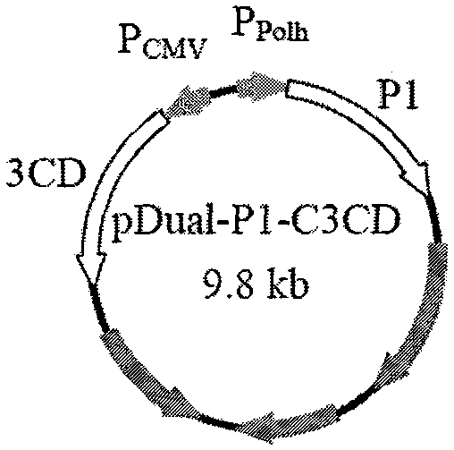 Method for preparing enterovirus virus-like particle and application thereof