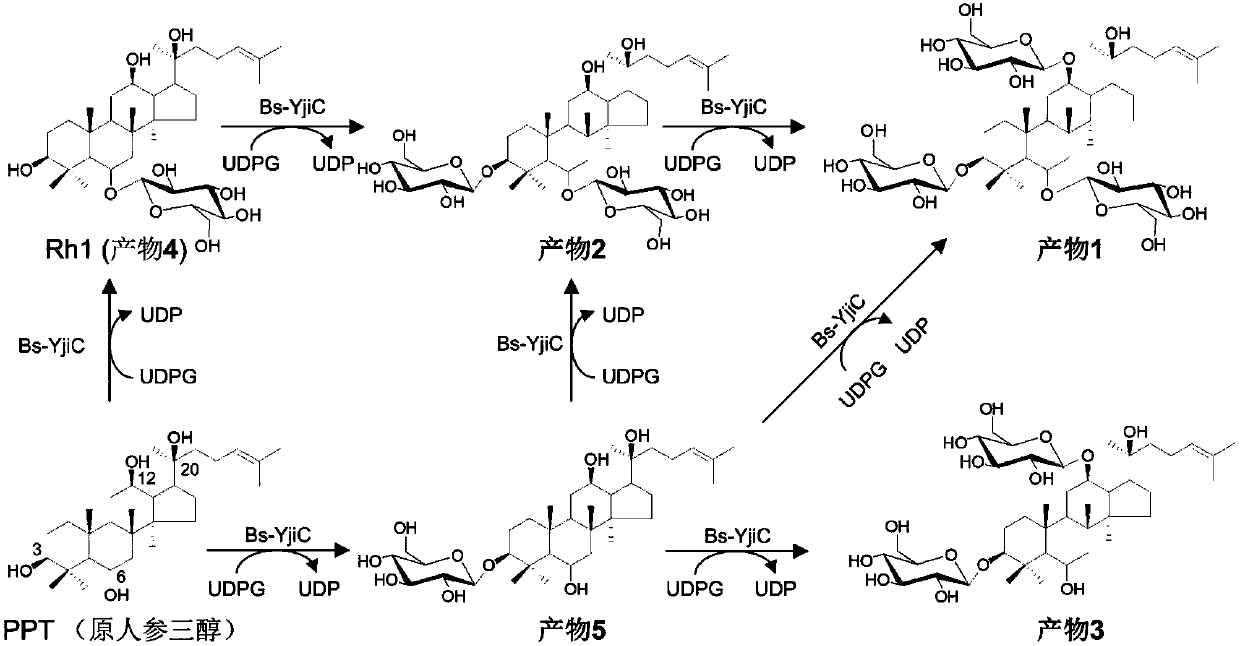 Methods for synthesizing natural and non-natural protopanaxatriol ginsenosides