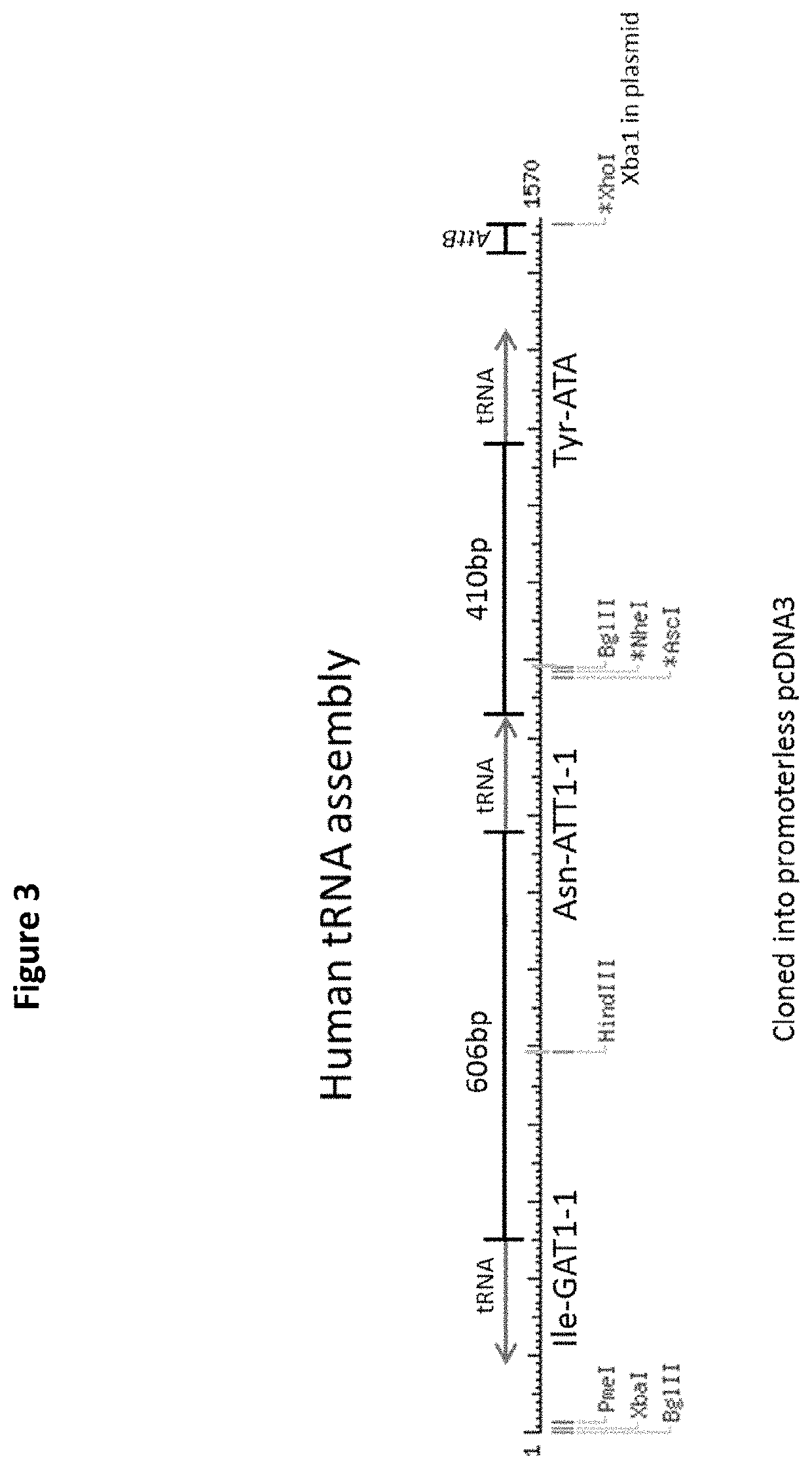 Recombinant protein production