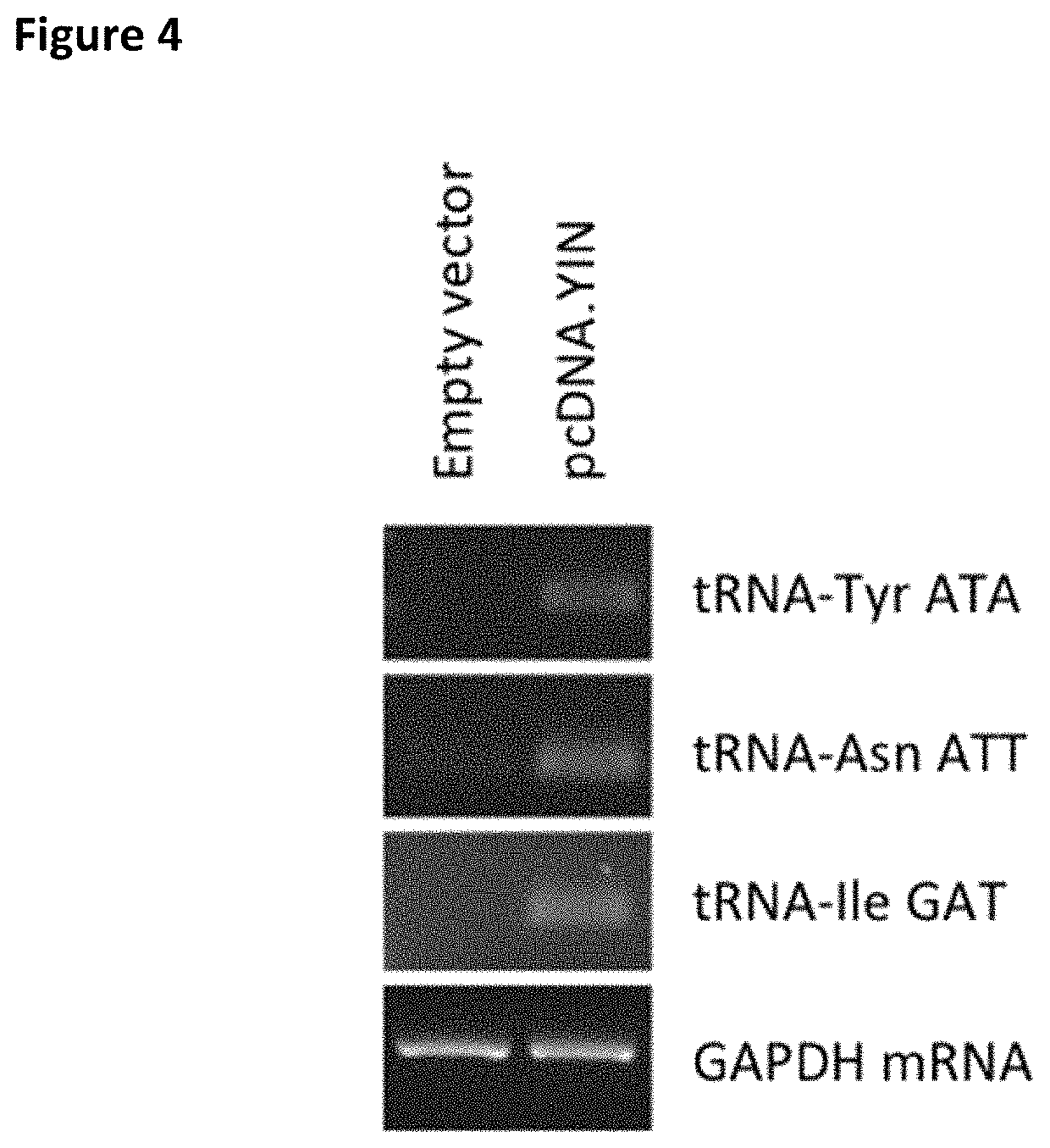 Recombinant protein production