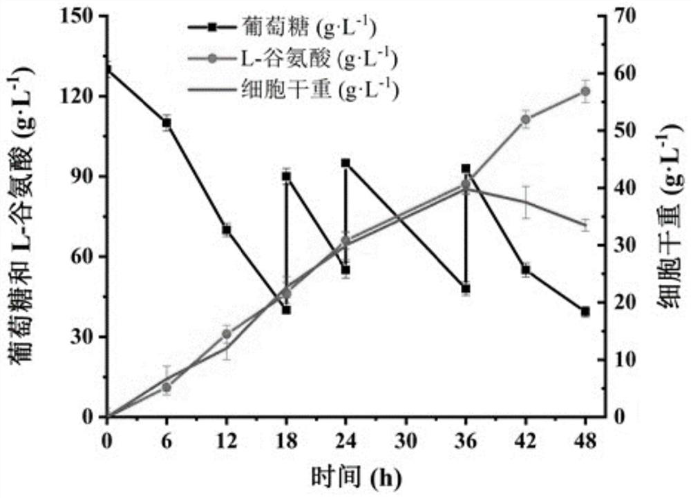 Method for promoting corynebacterium glutamicum to synthesize amino acid by using ion transport protein