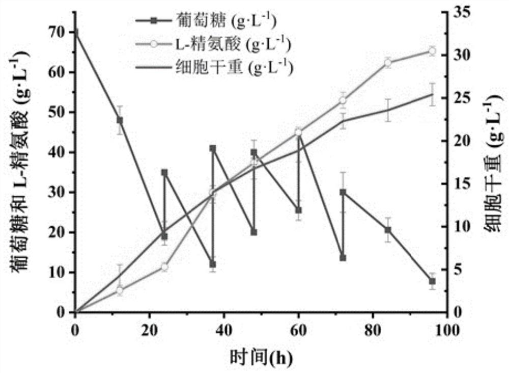 Method for promoting corynebacterium glutamicum to synthesize amino acid by using ion transport protein