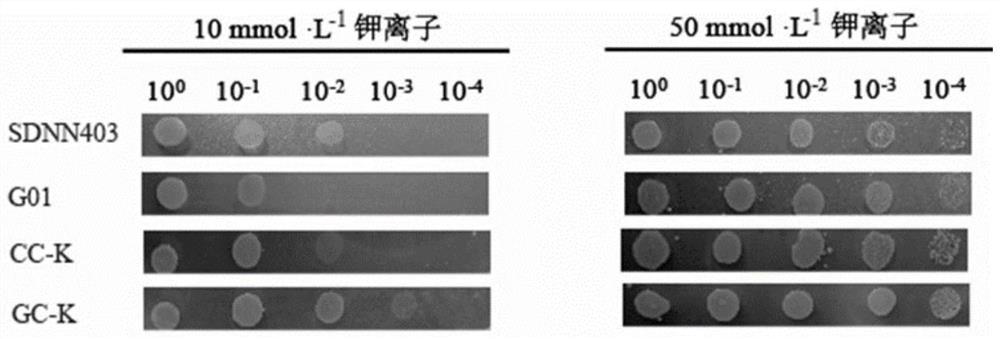 Method for promoting corynebacterium glutamicum to synthesize amino acid by using ion transport protein