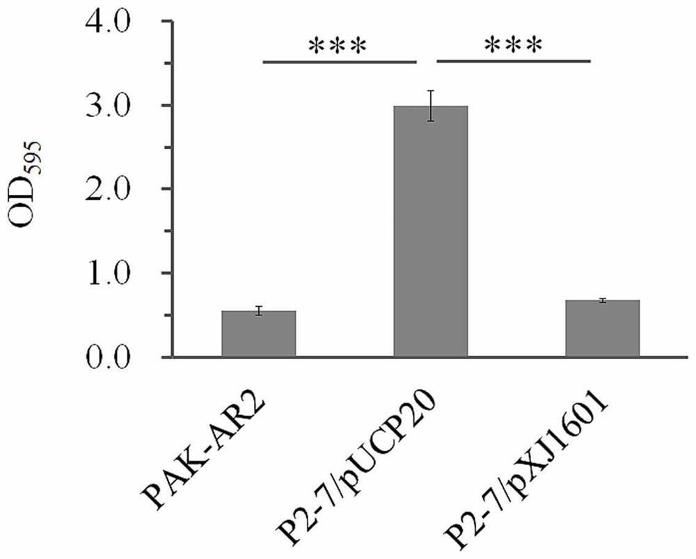 A reporter gene system for screening biofilm inhibitors